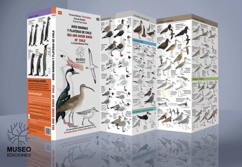 AVES MARINAS Y PLAYERAS DE CHILE – SEA AND SHORE BIRDS OF CHILE