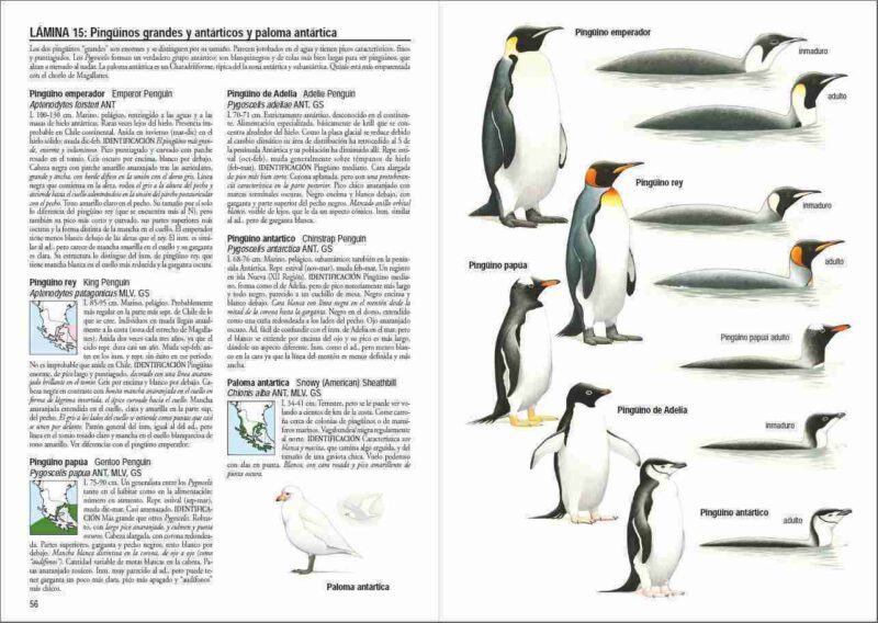 Libro Aves de Chile - Álvaro Jaramillo - Imagen 2