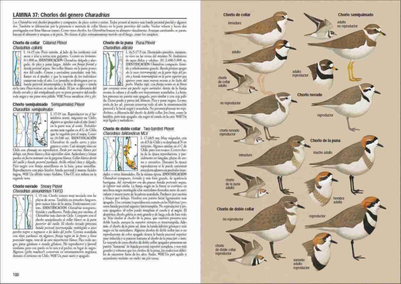 Libro Aves de Chile - Álvaro Jaramillo - Imagen 4