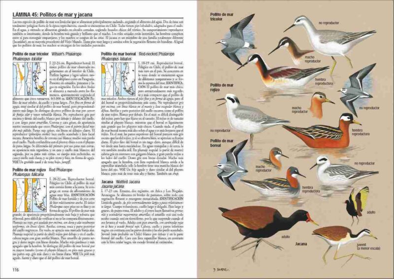 Libro Aves de Chile - Álvaro Jaramillo - Imagen 5