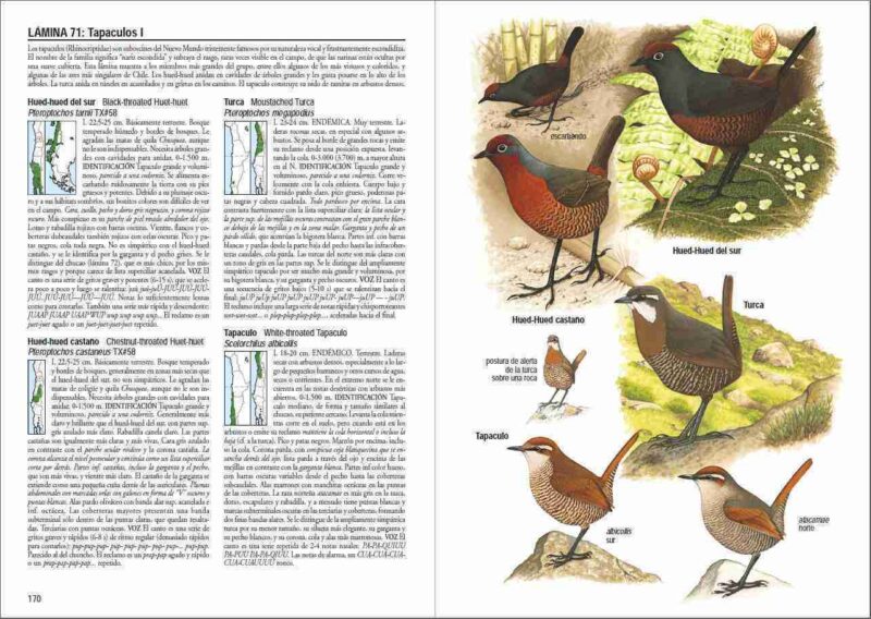 Libro Aves de Chile - Álvaro Jaramillo - Imagen 6