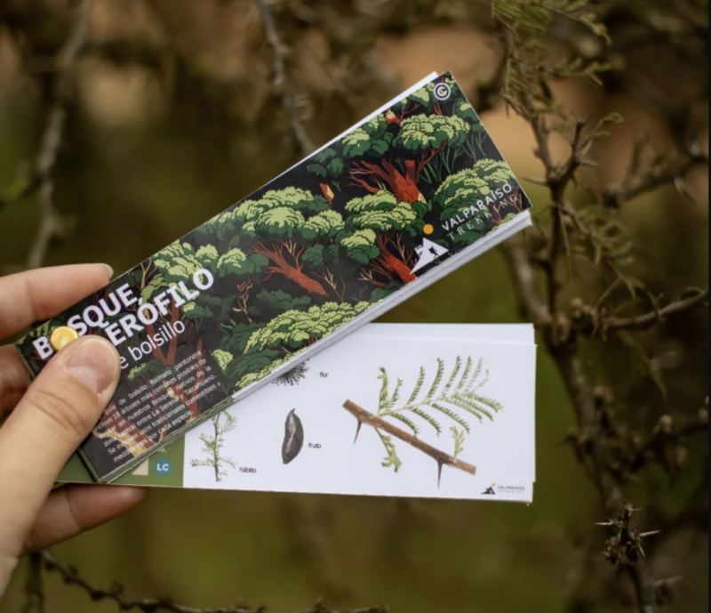 BOSQUE ESCLEROFILO