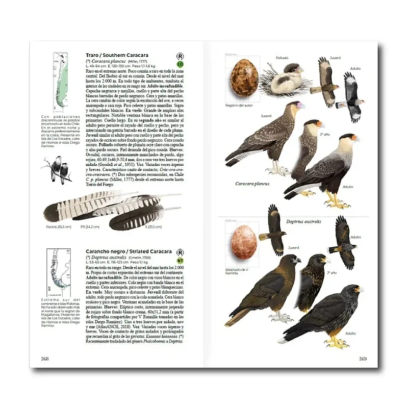 Aves de Chile - Daniel Martinez - Imagen 2