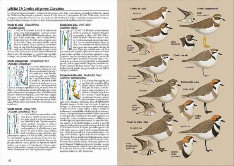 AVES DE CHILE - Imagen 7