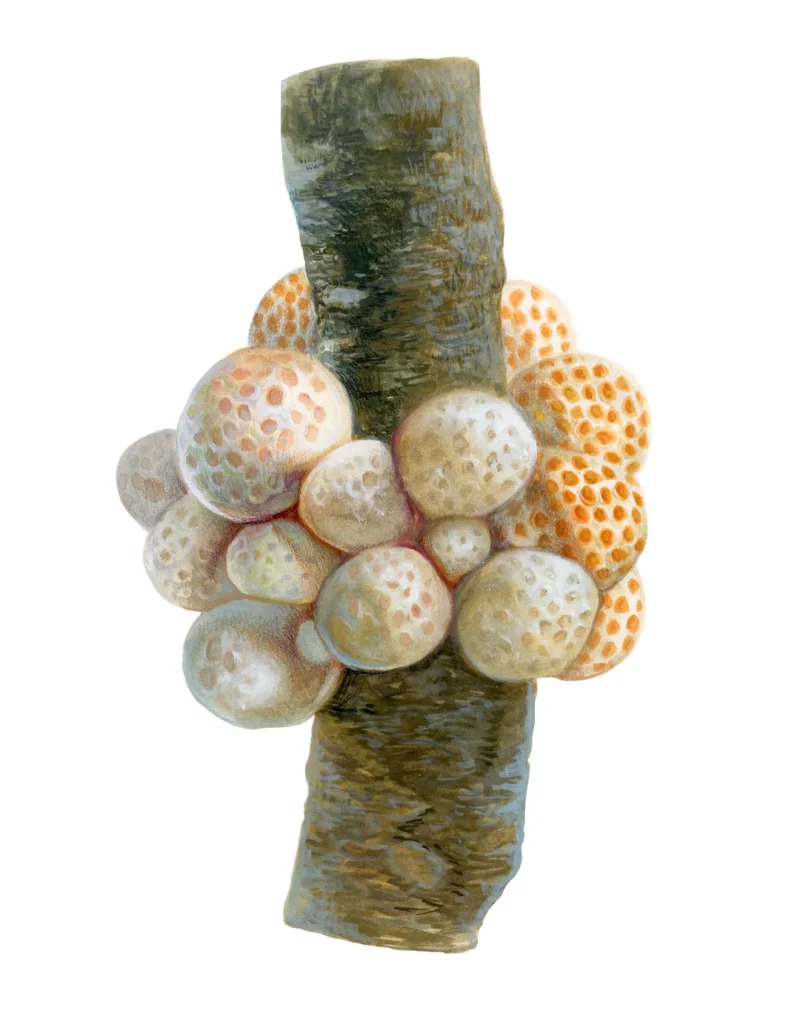 HONGOS COMESTIBLES DE CHILE - Imagen 3