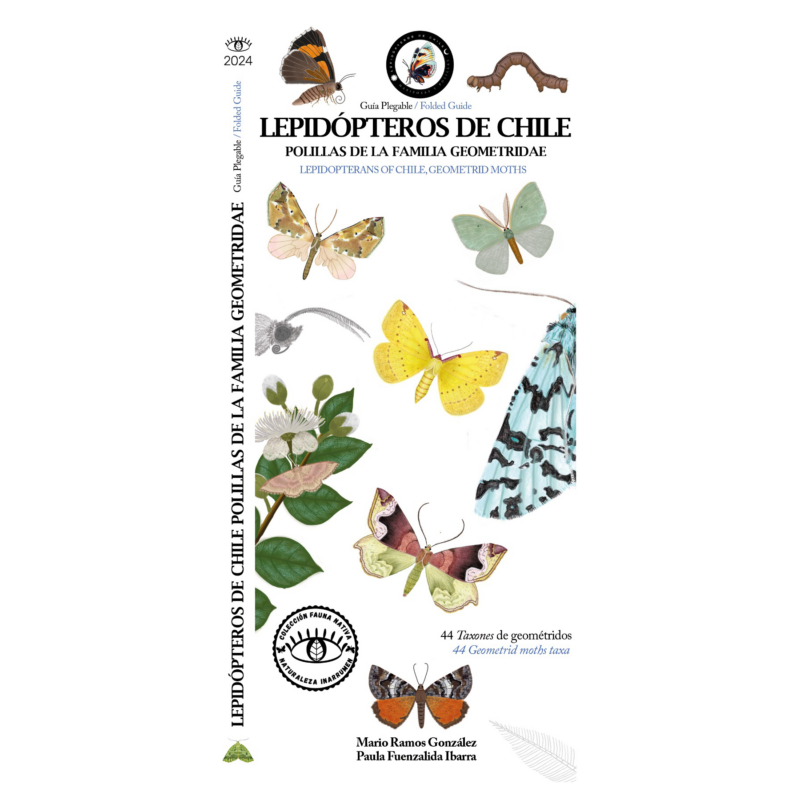 LEPIDOPTEROS DE CHILE . POLILLAS
