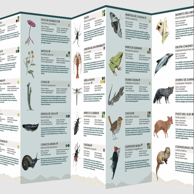 Chile Nativo: La naturaleza de su evolución - Imagen 4