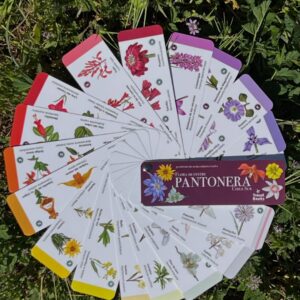 Pantonera Flores de Chile - Zona Sur